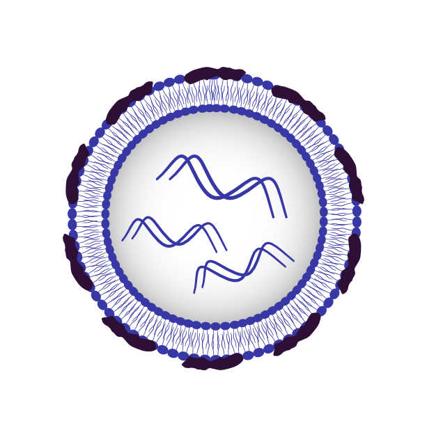 Diagram of a lipid nanoparticle surface coated with ApoE proteins, which direct the particle to the liver via LDL receptors